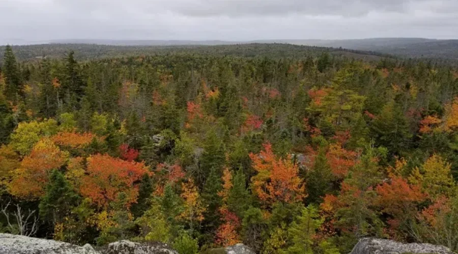 Overhaul Of Harvest Plan Map Viewer Sparks Concerns