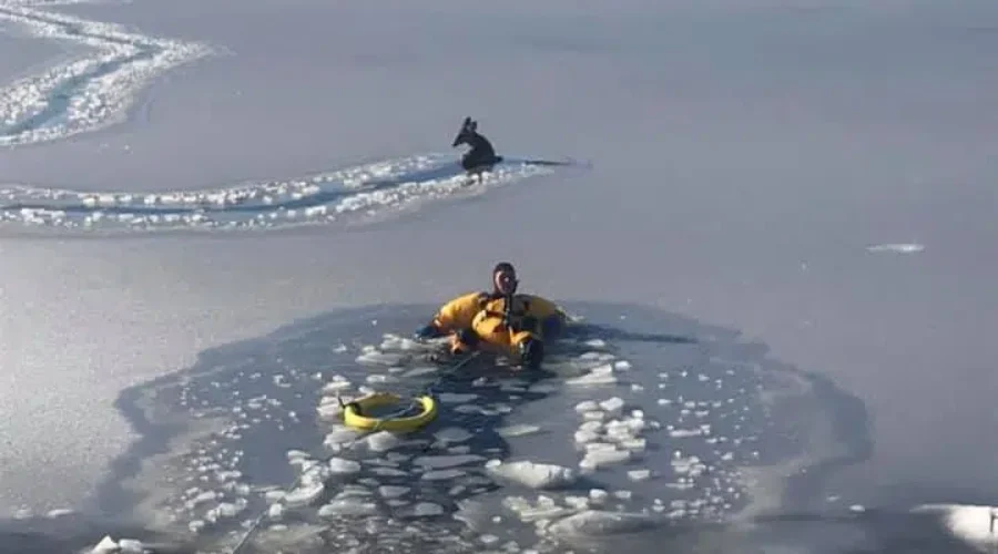 Riverport Firefighters Save Deer From Icy LaHave River