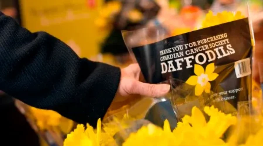 Daffodil Campaign Sells Out Across South Shore