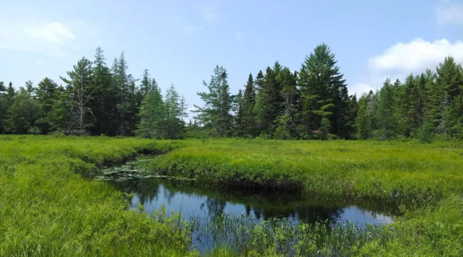 Trust Secures Turtle Sanctuary Space
