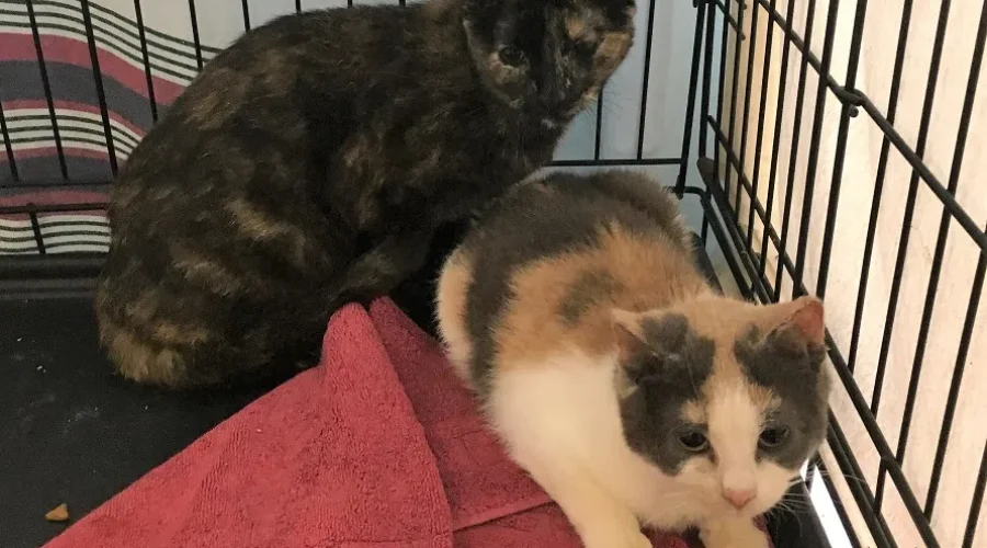 Wanted: Barns For Cats