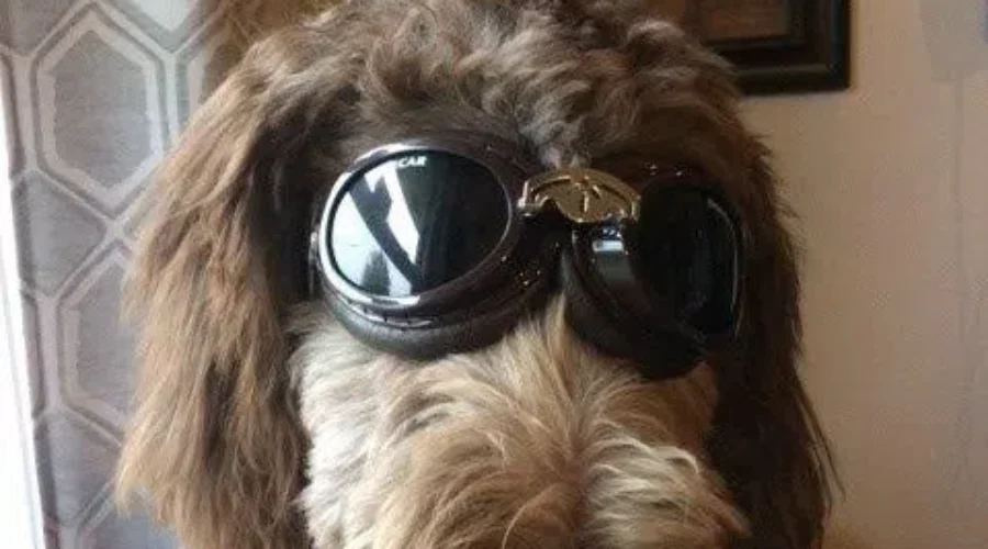 Does Your Pet Need Some Bling?