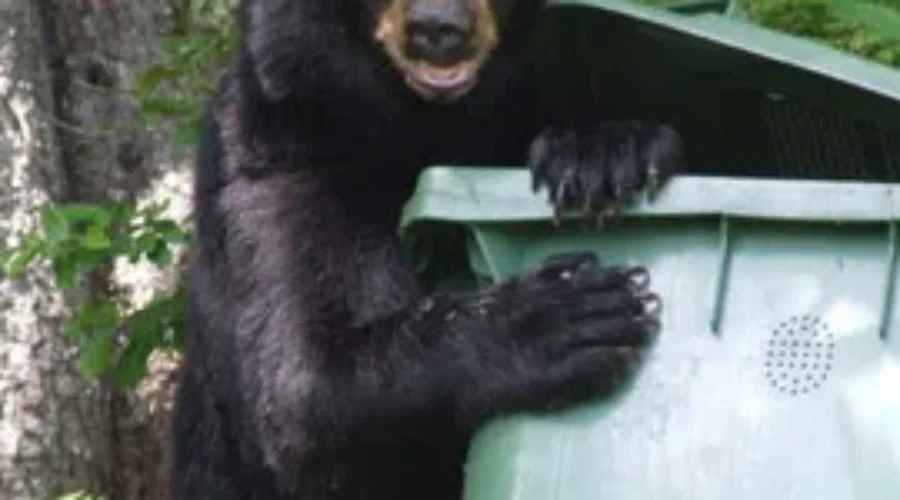 Black Bear Activity Leaves Keji Seaside Park Closed For Canada Day Weekend