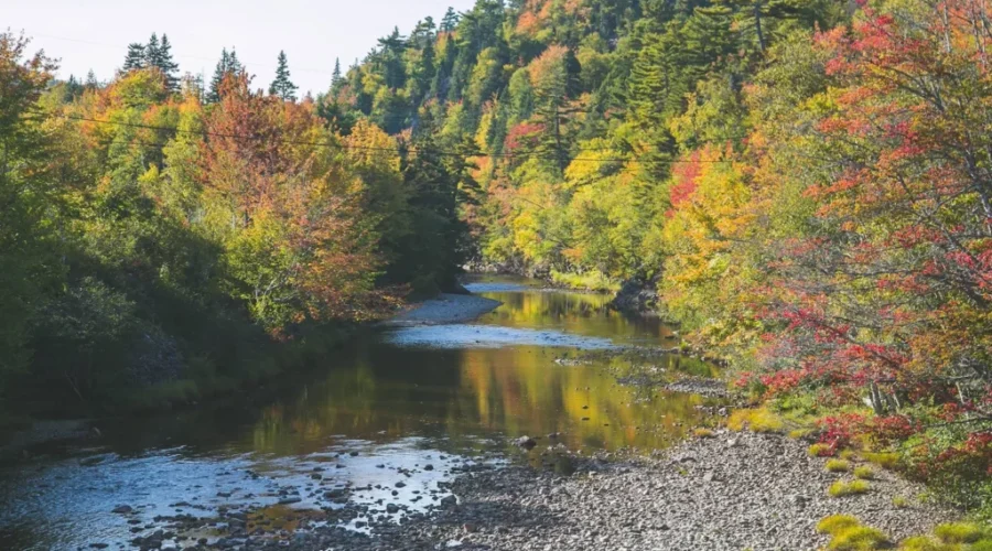 Province Brings In Forestry Experts To Work On Forestry Review Recommendations