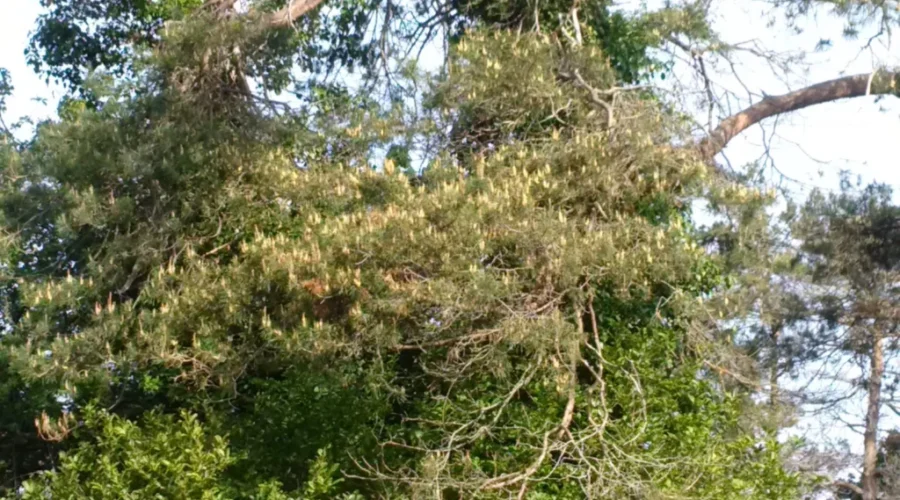 FInding It Harder To Breathe This Year?