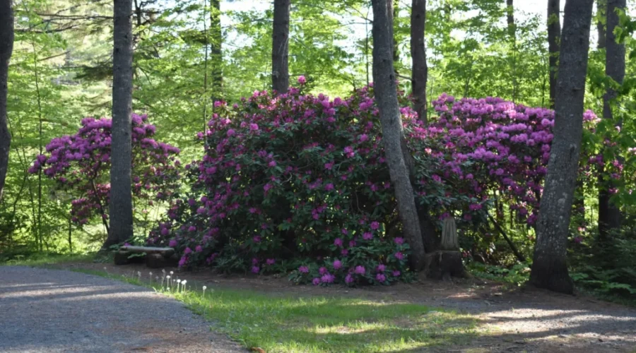 Bonus – Flowers And A Festival