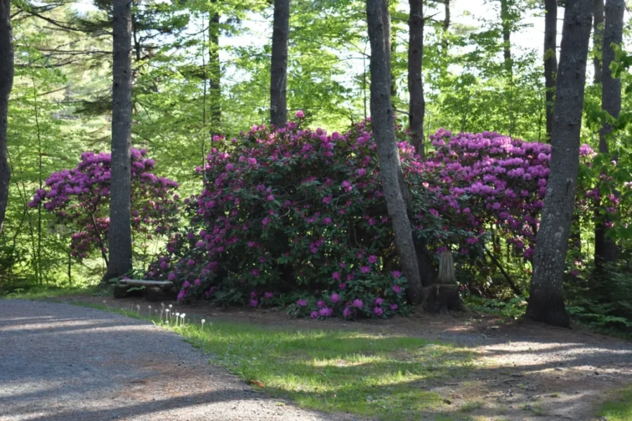 Bonus – Flowers And A Festival