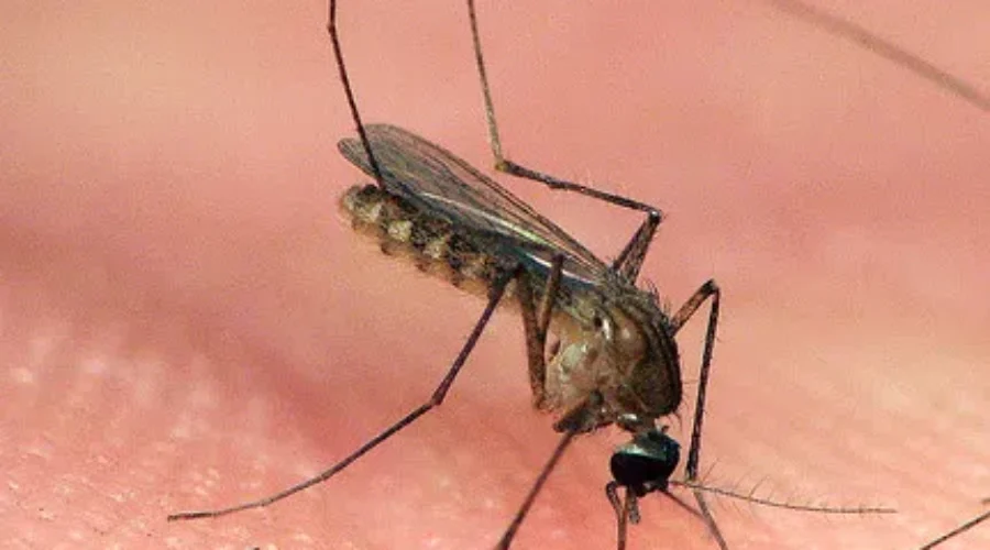 How Are You Dealing With Mosquitoes?