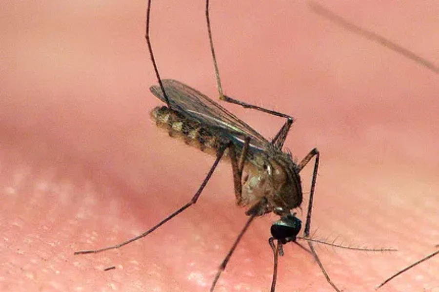 How Are You Dealing With Mosquitoes?