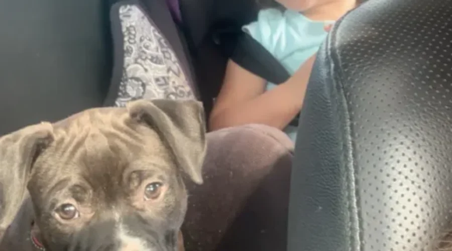 Woman Says Dog Bylaw Unfair