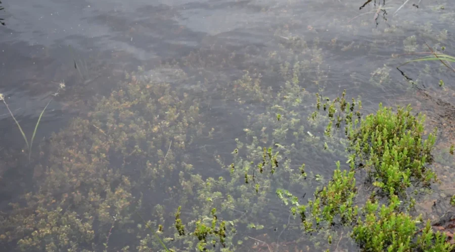 Scuba Gear For Bees?