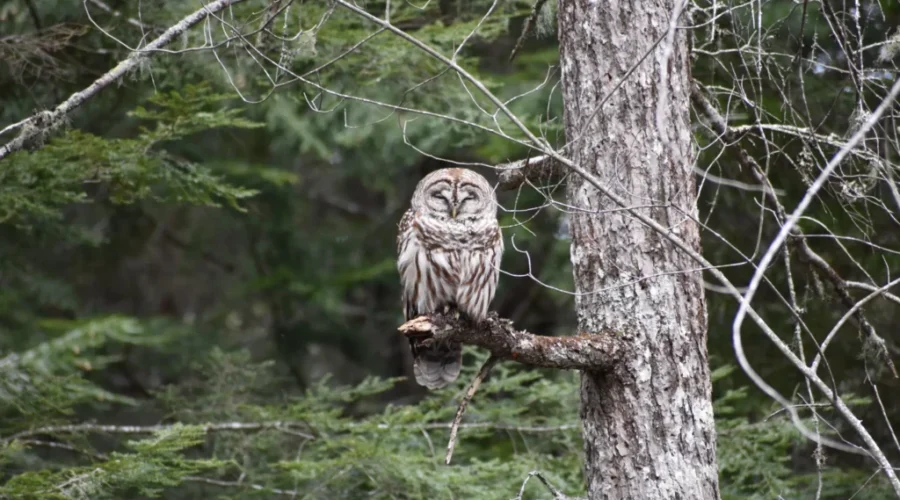 Some Days You Should Have Stayed In Bed
