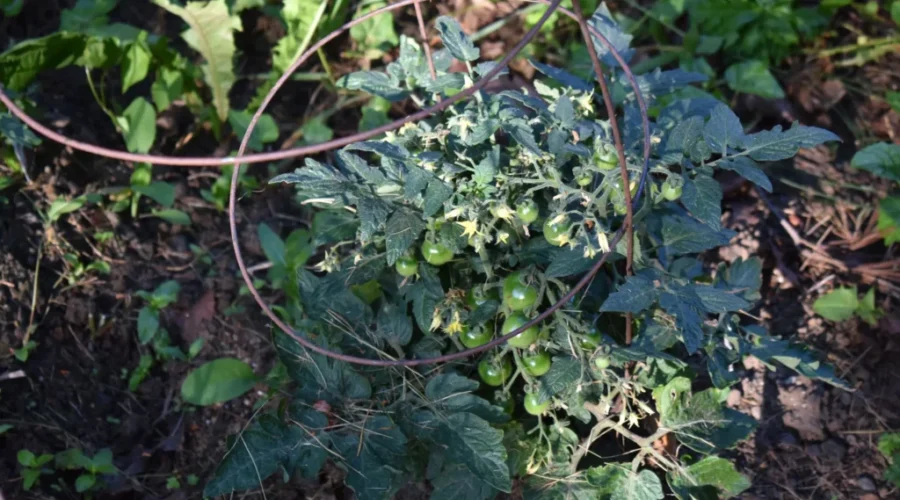 The Summer Of Weeds?