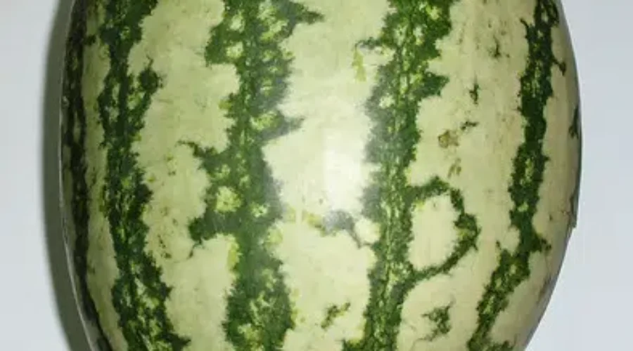 Girls Rule, Boys Drool – Picking The Perfect Watermelon!