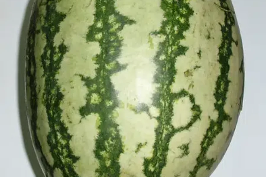 Girls Rule, Boys Drool – Picking The Perfect Watermelon!