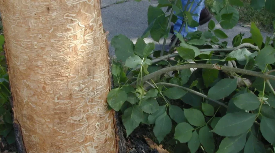 Pesky Bug Prompts National Seed Collection