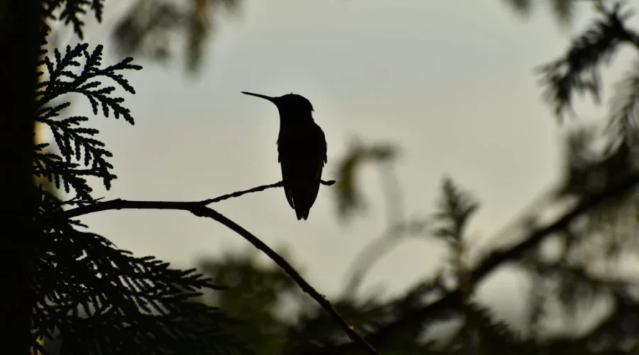 The Great Hummingbird War