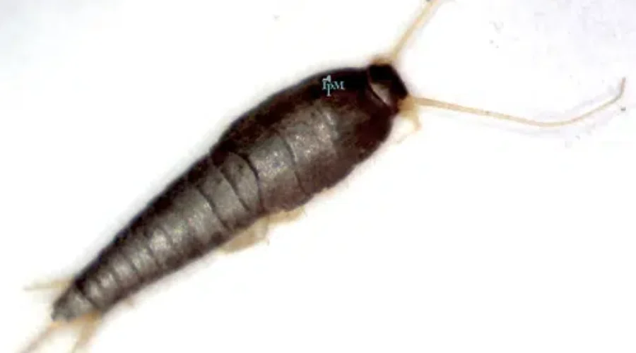 Spiders? Ticks? Junebugs? Nope – Firebrats Freak Me Out!