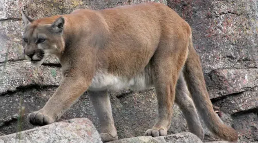 The Animal That Doesn’t Exist