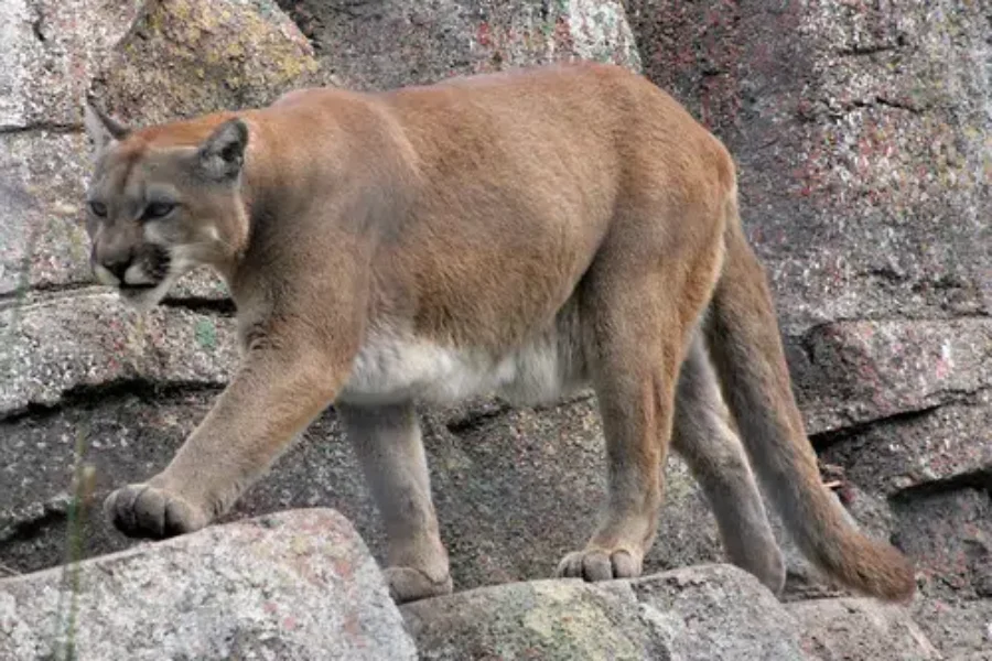The Animal That Doesn’t Exist