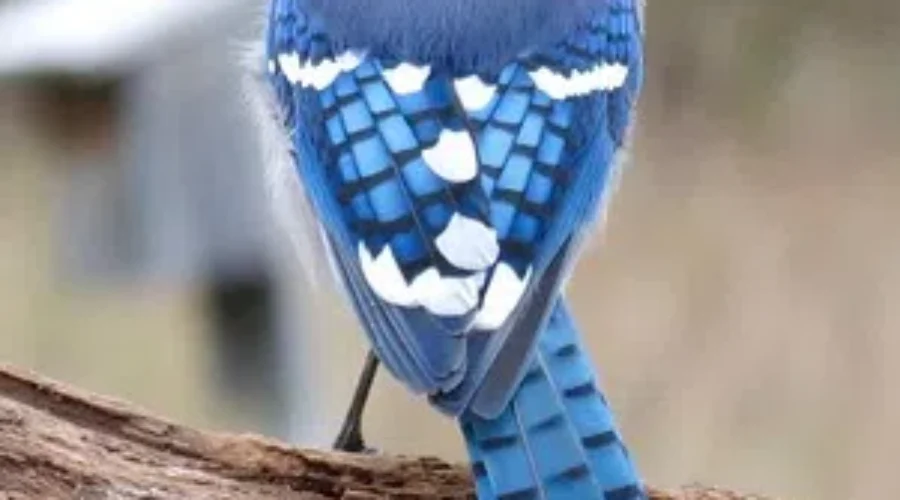 The Ultimate Bad Hair Day