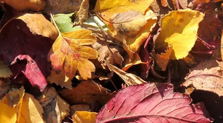 Autumn Does Not Smell Like A Dryer Vent to Me!