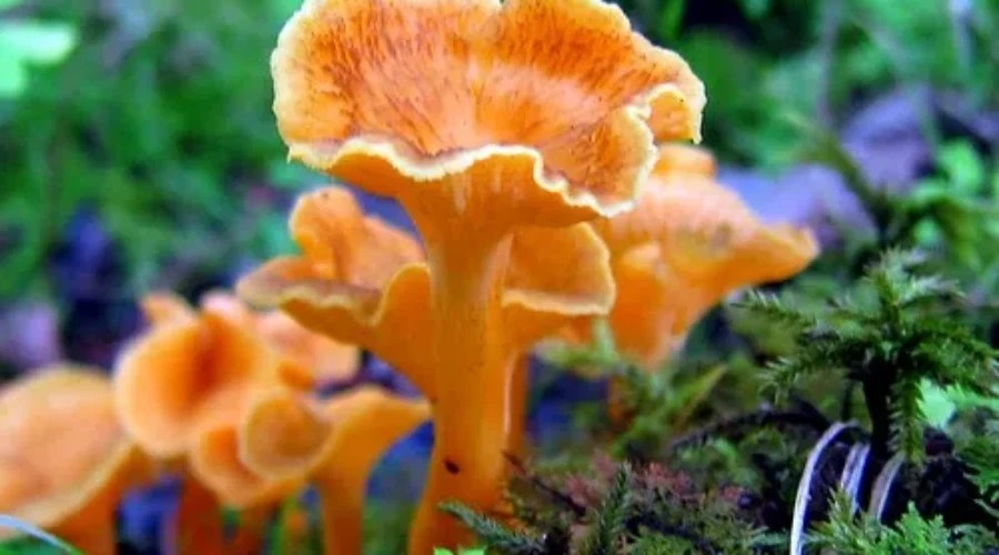 Wild Mushrooms Anyone?