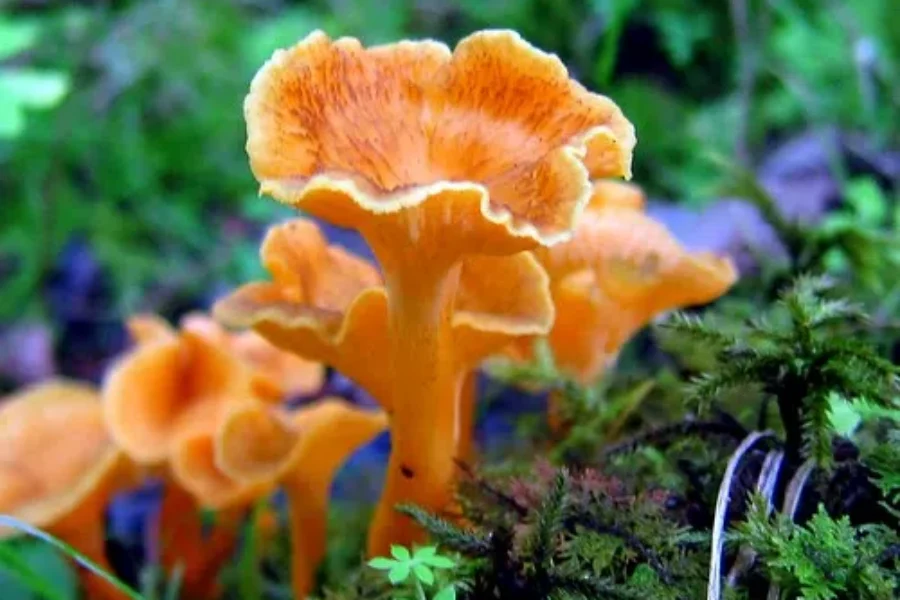 Wild Mushrooms Anyone?