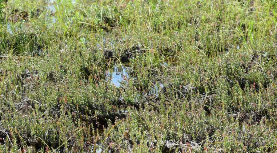 So Is This Going To Be Normal?