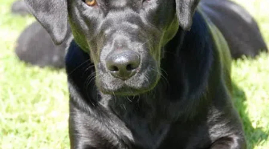 Gross Out Time – Crazy Things Your Dog Ate