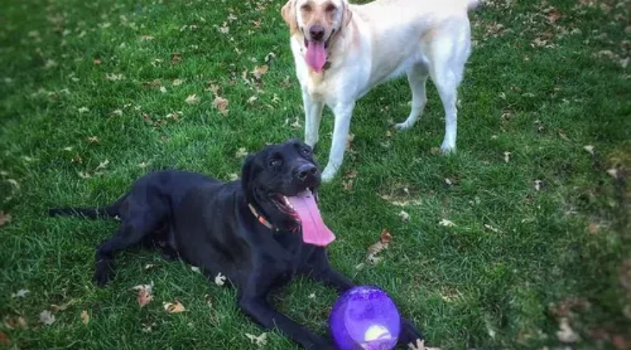 Tubthumping And Tossing A Ball