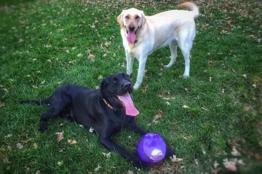 Tubthumping And Tossing A Ball