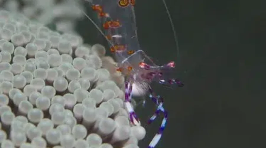 Sea Monkeys and Record Flippers