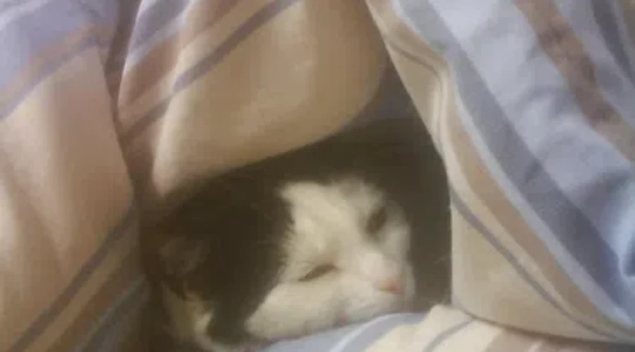 Don’t Even Think About Hibernating