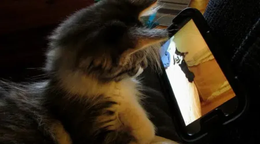 Your Pet’s Moments Of Brilliance