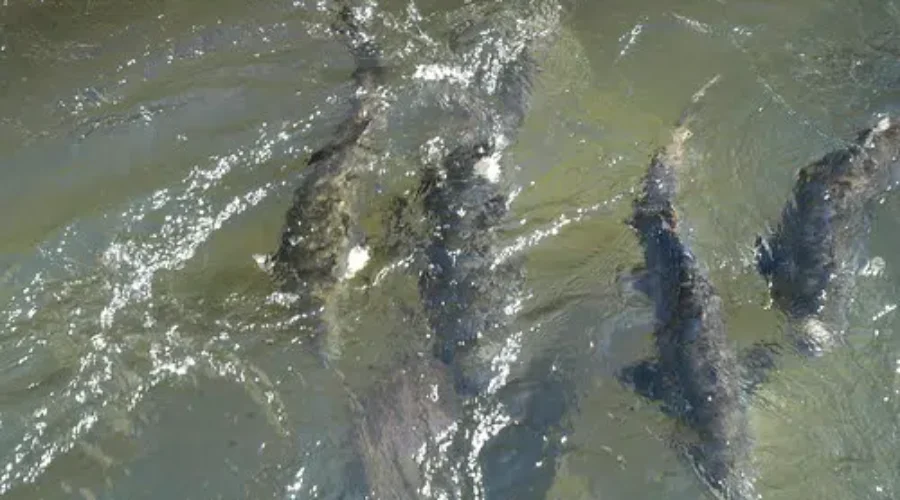 Environmental Concerns Raised Over Potential Mahone Bay Fish Farm