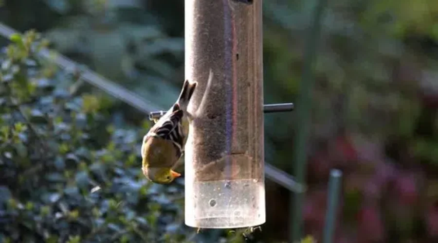 Bird Feeders Now Safe To Hang