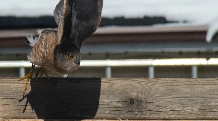 Locals Needed To Monitor Declining Bird Populations