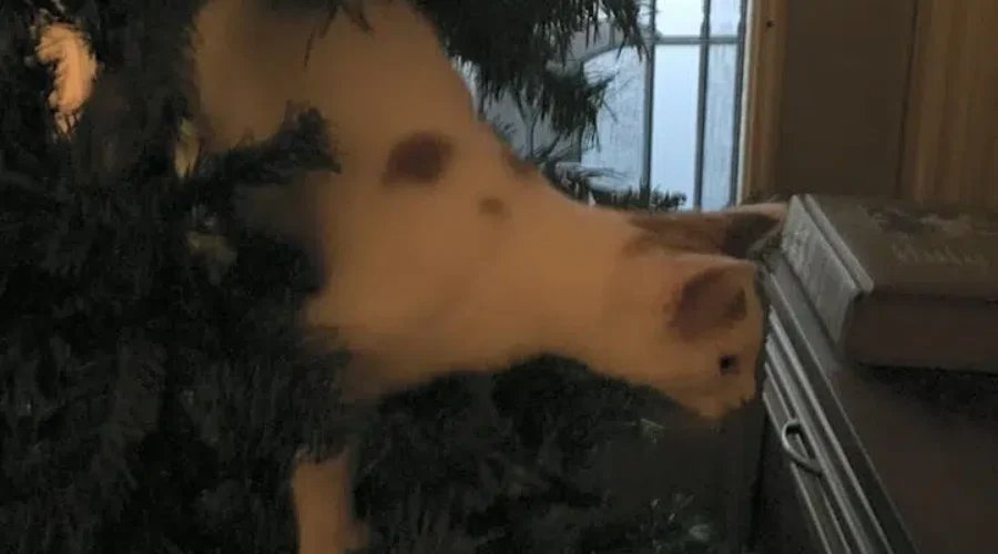 Best Alarm Clock Ever – Cat Tongue In Nostril