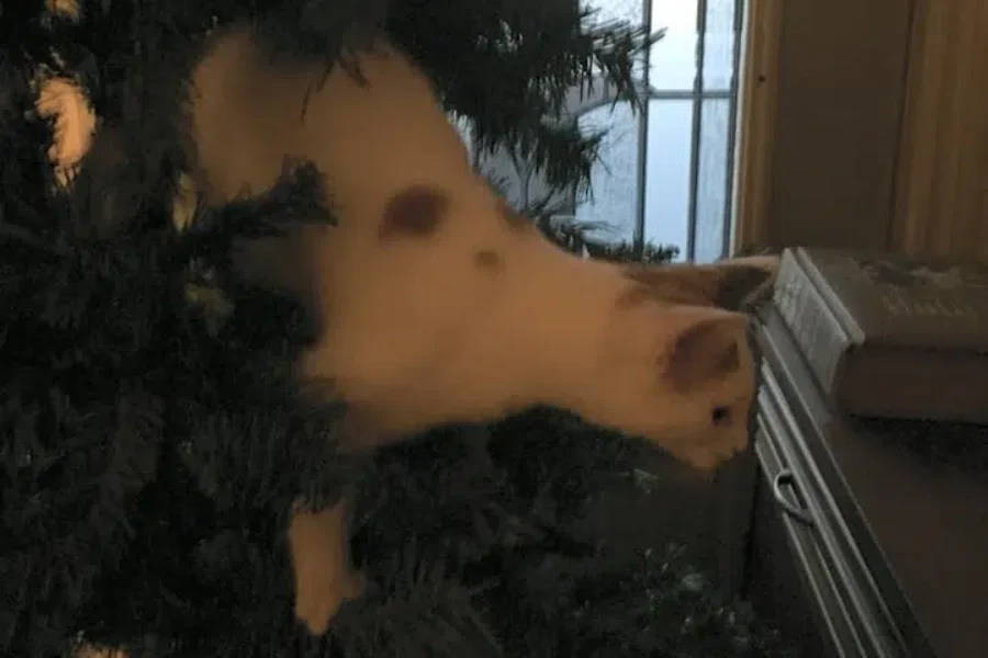 Best Alarm Clock Ever – Cat Tongue In Nostril