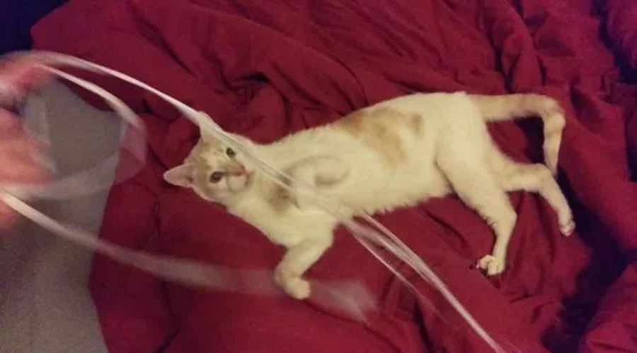 Admissions Of A Pet Spoiler