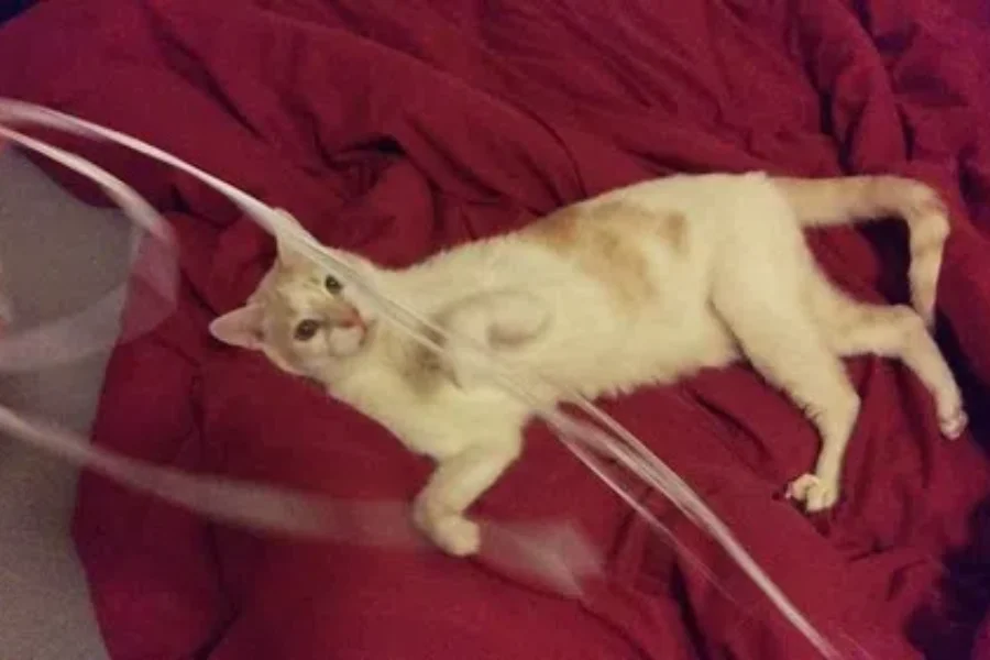 Admissions Of A Pet Spoiler