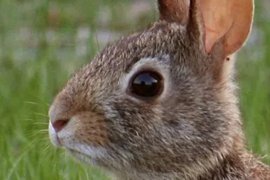 Rabbits Anyone?