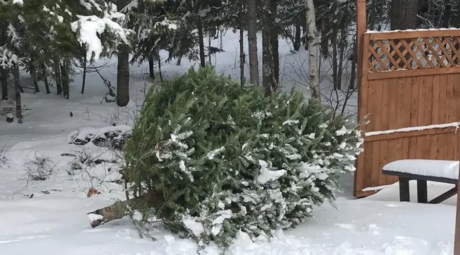 Environmental Group suggests turning your Christmas Tree Into Birdhouse