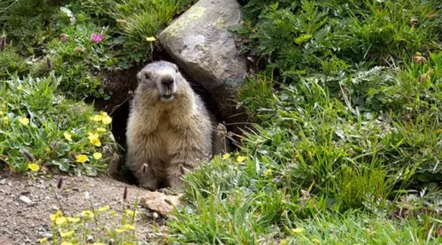 There Will Be More Winter