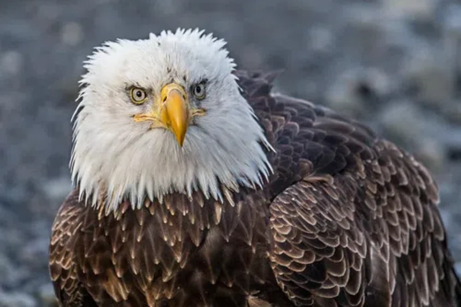 Eagle Time