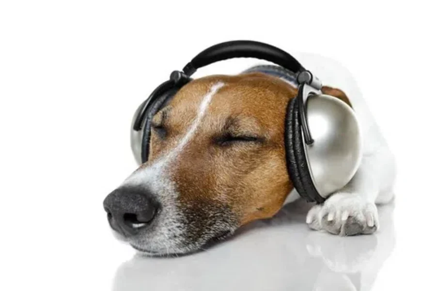 The Dog Listens