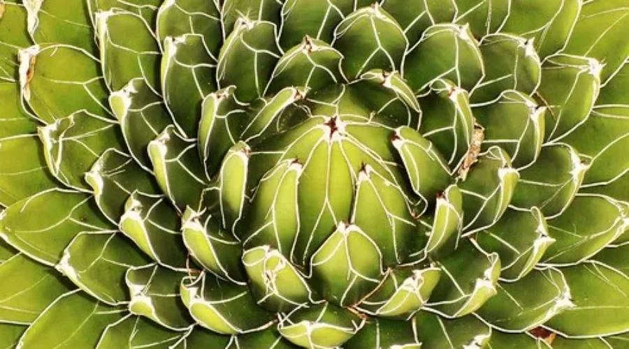 Why Can`t A Plant Be A Plant?