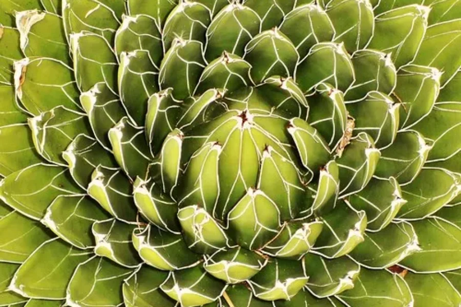 Why Can`t A Plant Be A Plant?