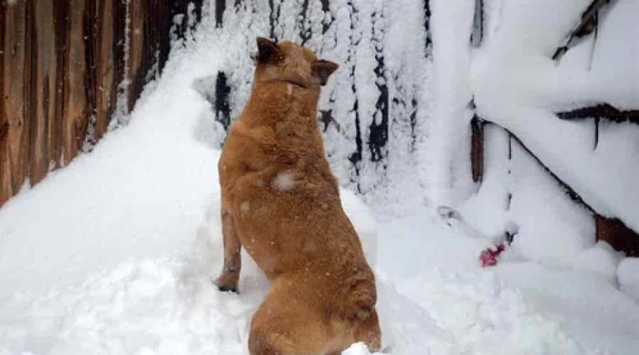 Think About The Dogs